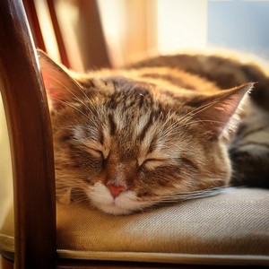 The Quiet Of A Cat's Gaze