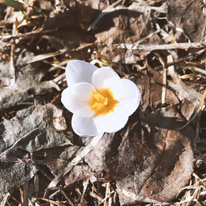 galanthus