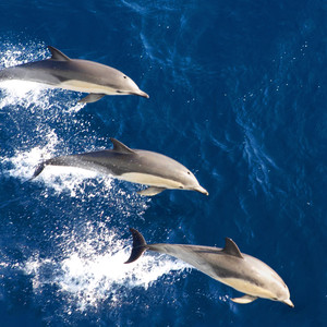 Let's All Die Naturally