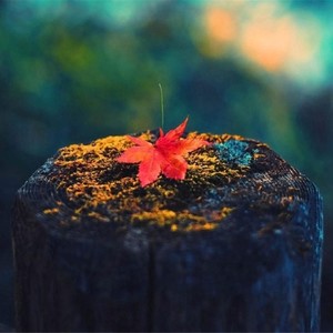 情歌王！封面
