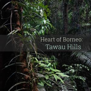 Heart of Borneo - Tawau Hills