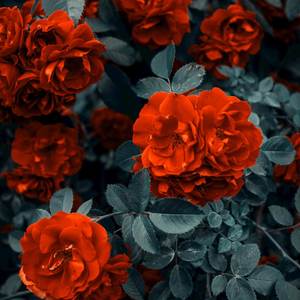 Love Letter J (Explicit)