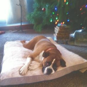 Christmas Since You Died