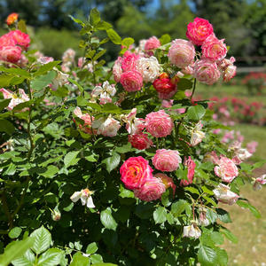 Kind (feat. Dennis Lucena)