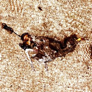 ACTORS (feat. Isaiah Poet & Ahk Sair) (Explicit)