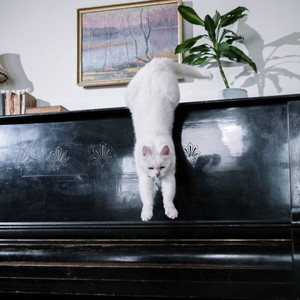 Serendipper (Acoustic)