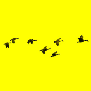 Geese Always Fly in Odd Numbers (Explicit)