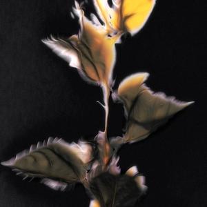 Ser sin piel(feat. DANRA) (Whale Version)