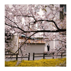 Pink Sakura