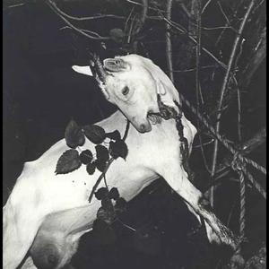 not regular (Explicit)