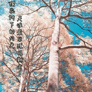 樱花树下的约定 (伴奏)