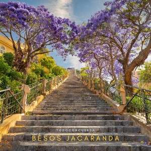 Besos Jacaranda