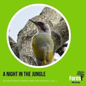 A Night in the Jungle - Nature Sounds of Crickets, Birds and Waterfalls, Vol. 2