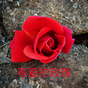 洛小菲 - 你是我的玫瑰花