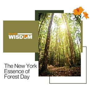 Sentimental Ocean Dreams