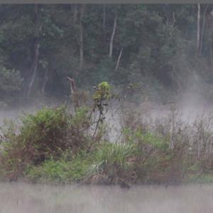 Spring Peeper Marsh