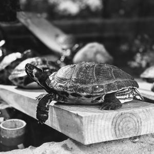 Electric Look - One More Time