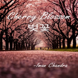 Cherry Blossom