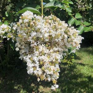 By Any Means (Explicit)