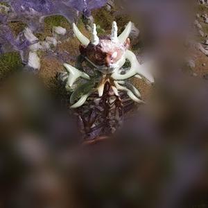 Meditation Versus Medication