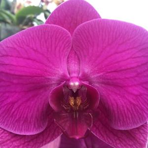 Long life to live (Live)