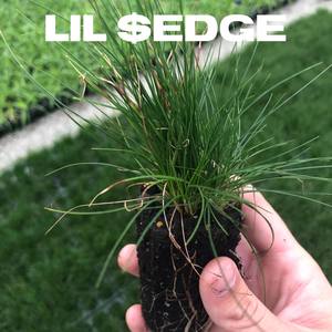 Lil Sedge (Explicit)