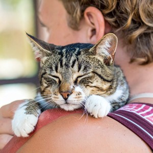 Meditación De Gatos Pacíficos