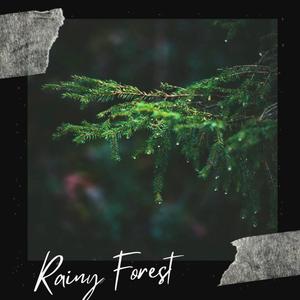 Rainy Forest