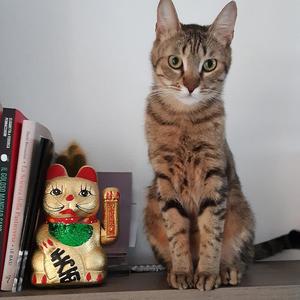 our neko days(feat. Saito)