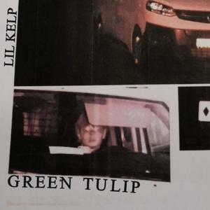 green tulip (Explicit)