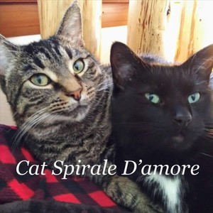 Cat Spirale D'amore (feat. The Spirals)