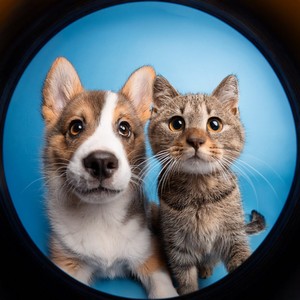 Ritmos Para El Confort De Las Mascotas