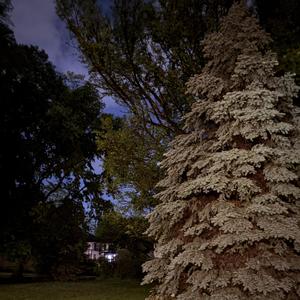 Everything Green in San Francisco