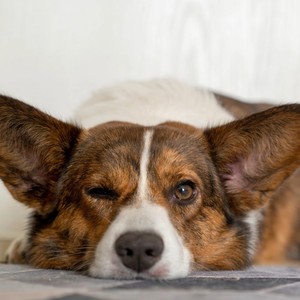 Tranquil Tunes for Dogs