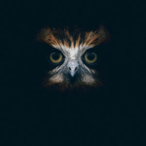 Gang Bang II (Explicit)