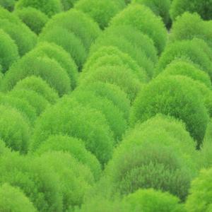 Scientific Garden (feat. sej)