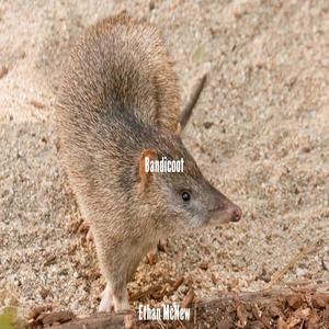 Bandicoot