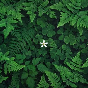 褪色梦 (降调版)