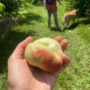 first peach of summer (demo)