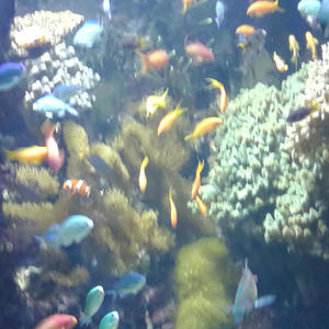 PREVENTIVE GYMNASTICS