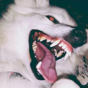 BIG DAWGG (Explicit)