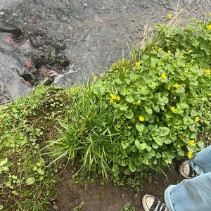 2manyproblems (Explicit)