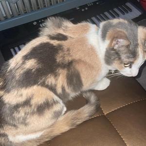 FAMILY (feat. WEV & RR) (Explicit)