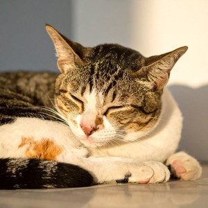 Ritmos Suaves De Gato