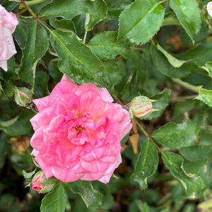 next to you. (feat. Nate Sorrentino)