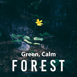 Green, Calm Forest – Birds Music, Soothing Piano, Relaxation Guitar, Nature Sounds, Deep Sleep, Calmness for Soul