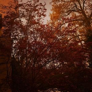 SAFFRON (feat. Josh Carter)