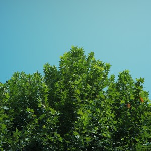 她被葬在那年炽热盛夏