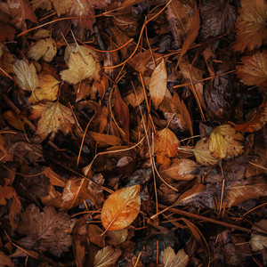 Autumn (Original Mix)