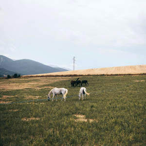 Carolina (Instrumental)